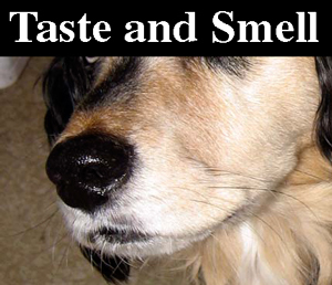 Dog nose with "taste and smell" above